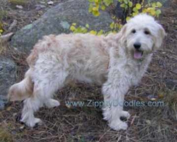 Zippity Doodles Goldendoodle