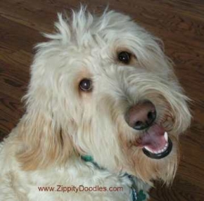 Zippity Doodles Goldendoodle