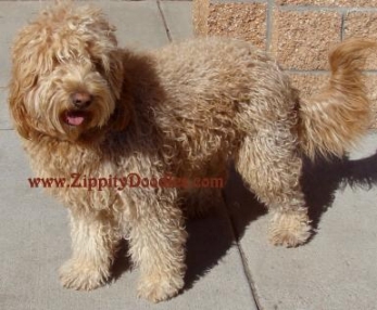 Zippity Doodles Goldendoodle