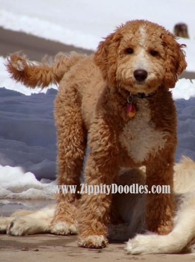 apricot and white goldendoodle