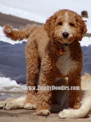 parti poodle goldendoodle