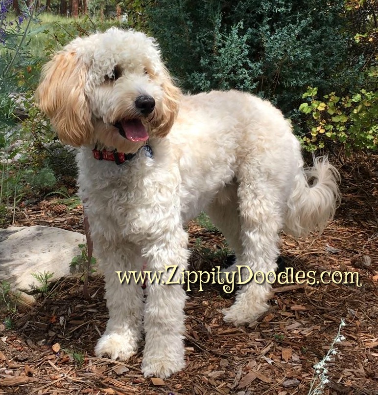 mini goldendoodle black and white