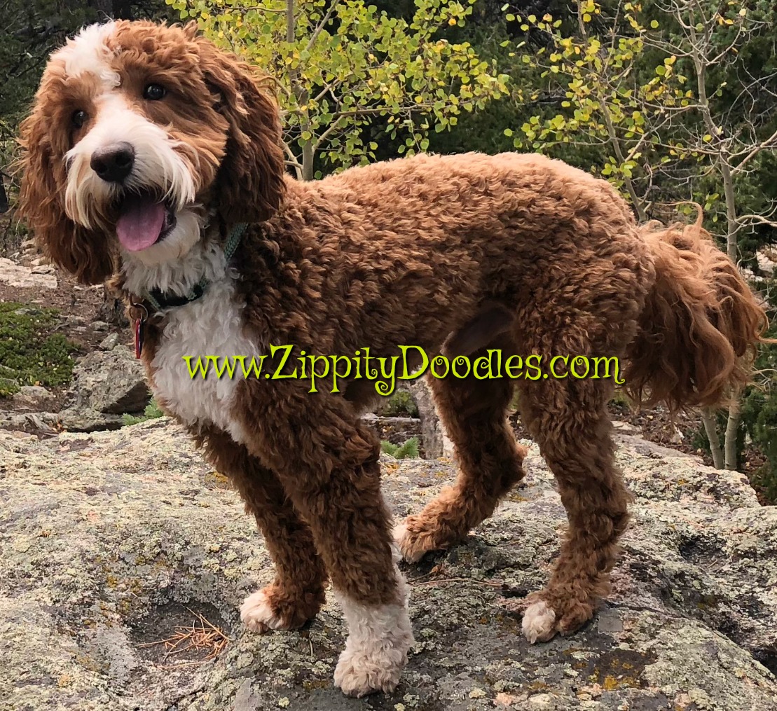 apricot and white goldendoodle