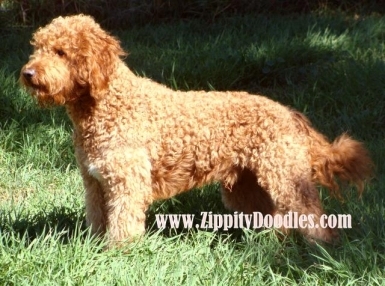 Zippity Doodles Goldendoodle