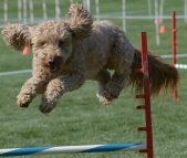 F1 Goldendoodle Agility