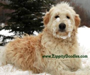 Zippity Doodles Goldendoodle