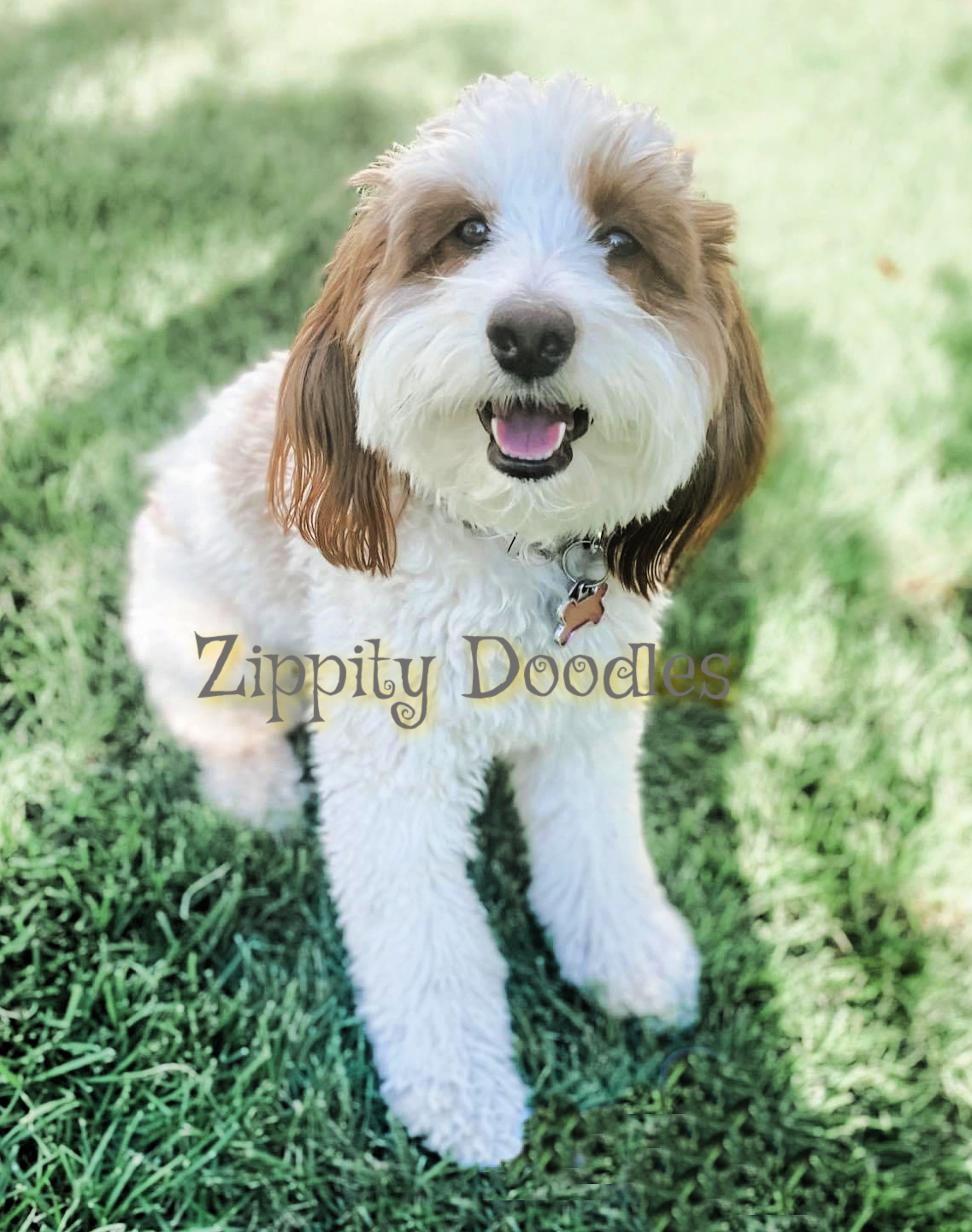 Zippity Doodles Mini Multigen Goldendoodle