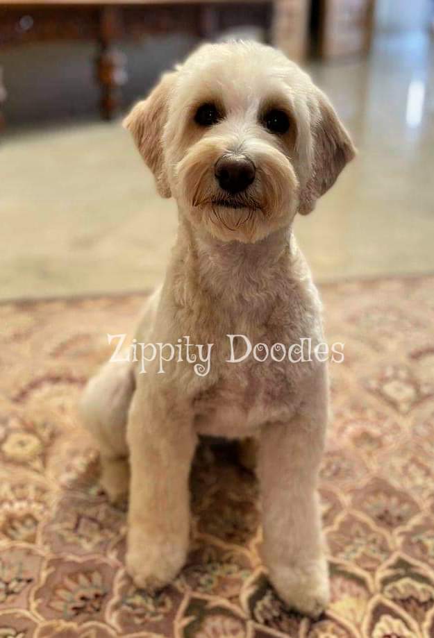 Zippity Doodles Mini Multigen Goldendoodle