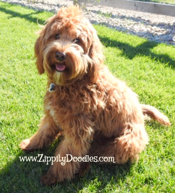 Wrigley Mini Multigen Goldendoodle