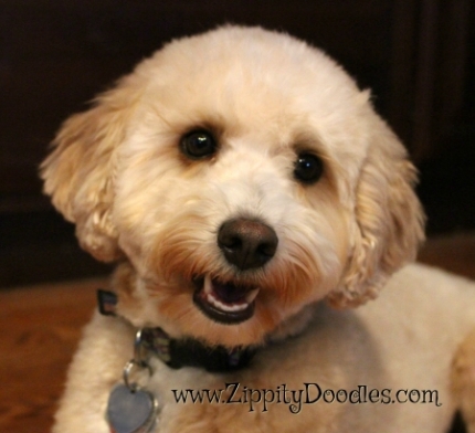 Zippity Doodles Mini Multigen Goldendoodle