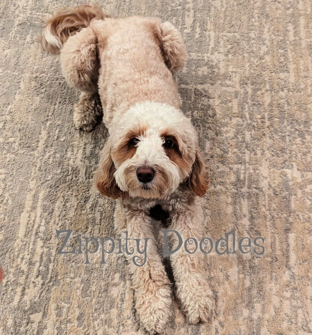 Zippity Doodles Mini Goldendoodle Zoey