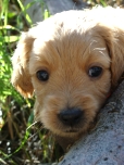 F1 mini goldendoodle