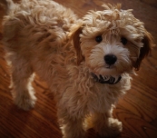 multigen goldendoodle