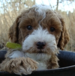 Multigen tuxedo goldendoodle