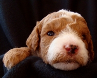 multigen goldendoodle