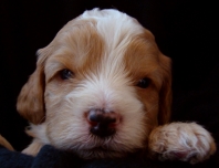 Multigen tuxedo goldendoodle