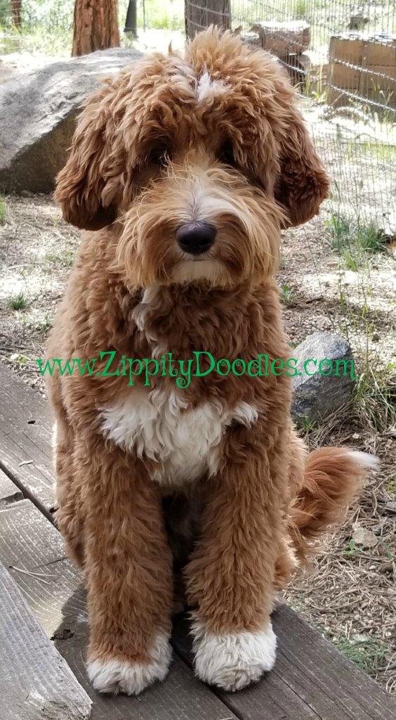 Mini Multigen Goldendoodle