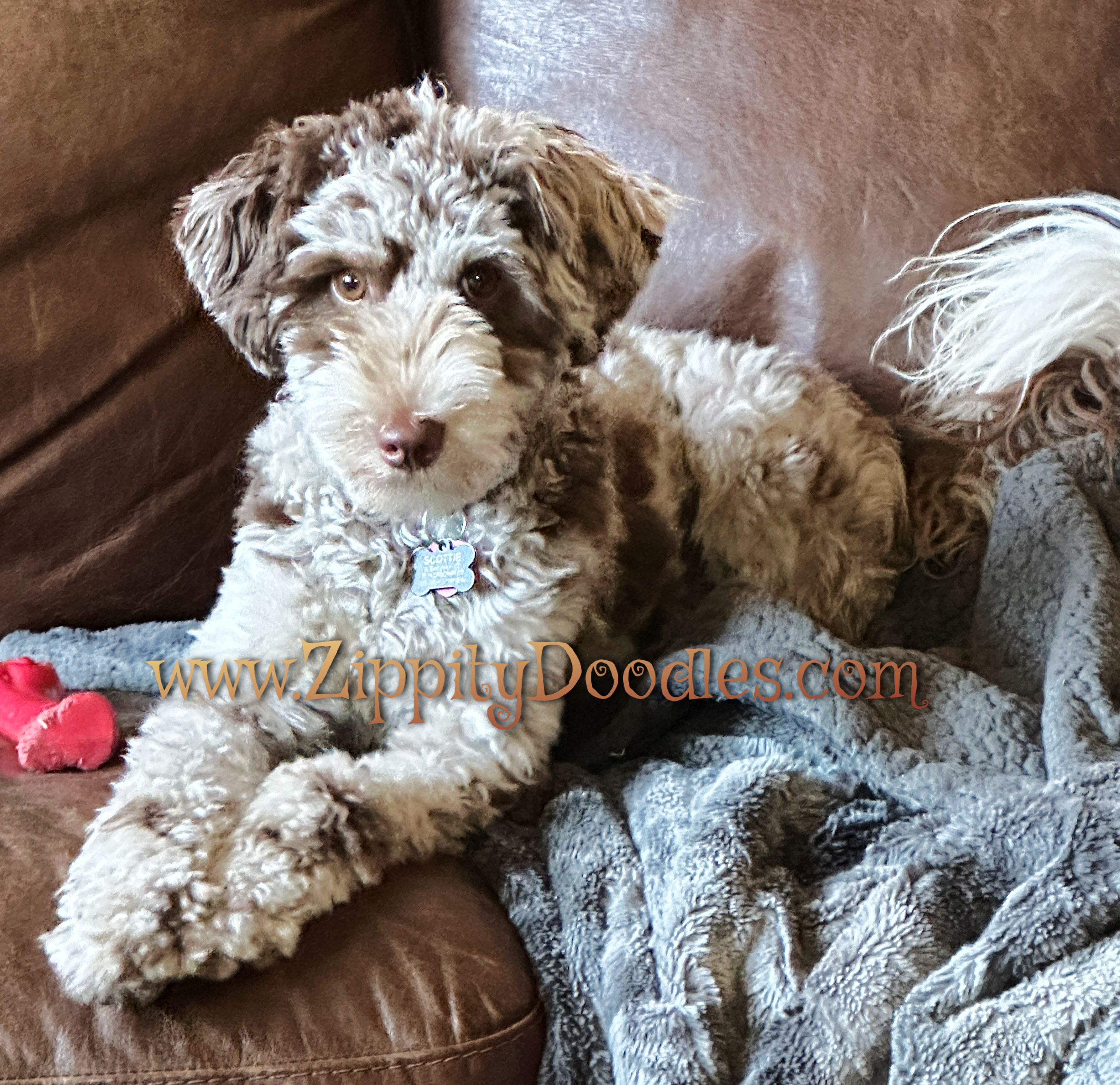 Mini red merle Goldendoodle female