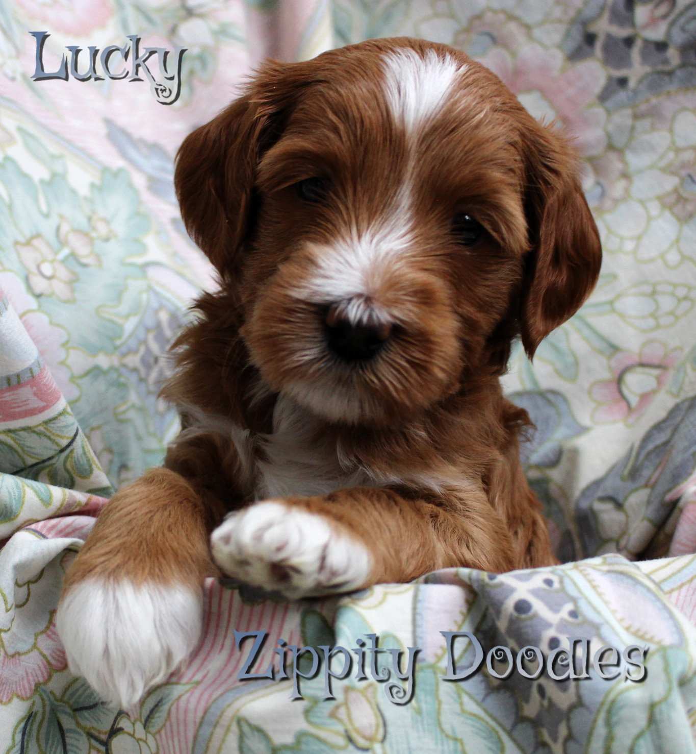 available mini goldendoodle puppy