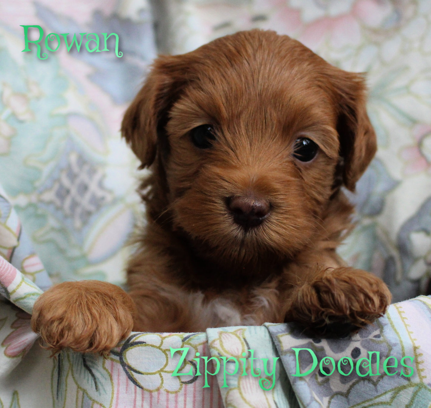 mini multigen Goldendoodle puppy